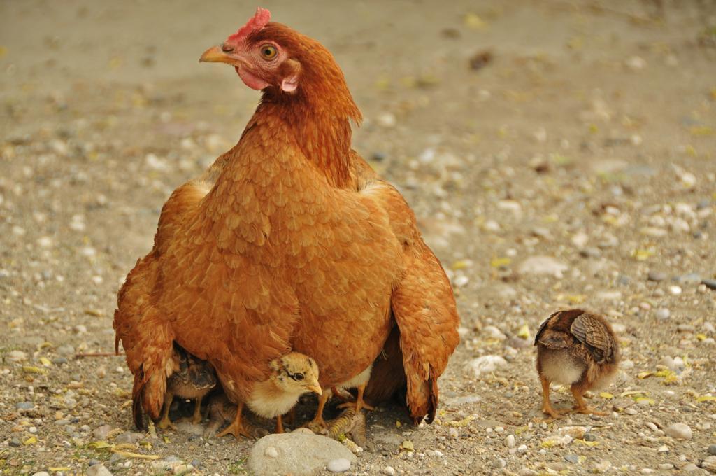 Beymelek Tas Evler Affittacamere Demre Esterno foto